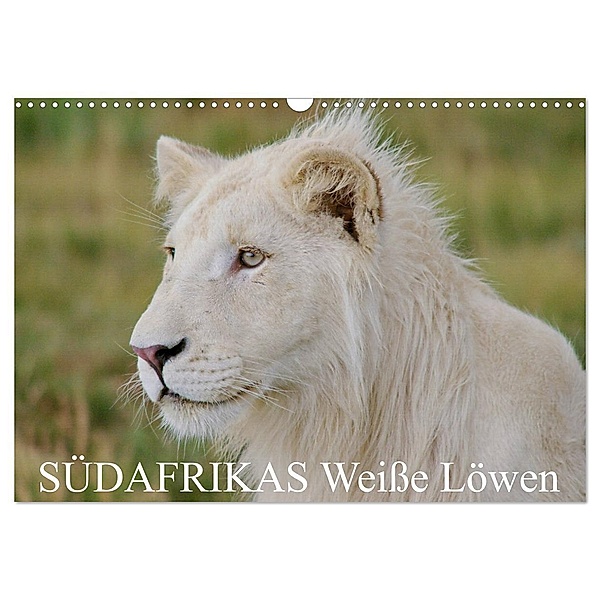 SÜDAFRIKAS Weisse Löwen (Wandkalender 2024 DIN A3 quer), CALVENDO Monatskalender, Thula