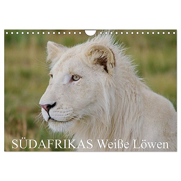 SÜDAFRIKAS Weisse Löwen (Wandkalender 2024 DIN A4 quer), CALVENDO Monatskalender, Thula