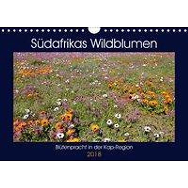 Südafrikas Wildblumen - Blütenpracht in der Kap-Region (Wandkalender 2018 DIN A4 quer), Michael Herzog