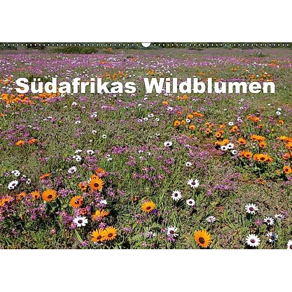 Südafrikas Wildblumen (Wandkalender 2017 DIN A2 quer), Michael Herzog