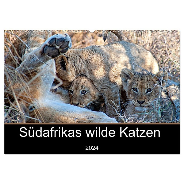 Südafrikas wilde Katzen (Wandkalender 2024 DIN A2 quer), CALVENDO Monatskalender, Markus A. Bissig