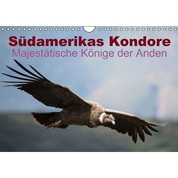 Südamerikas Kondore - Majestätische Könige der Anden (Wandkalender 2015 DIN A4 quer), Alexander Bob