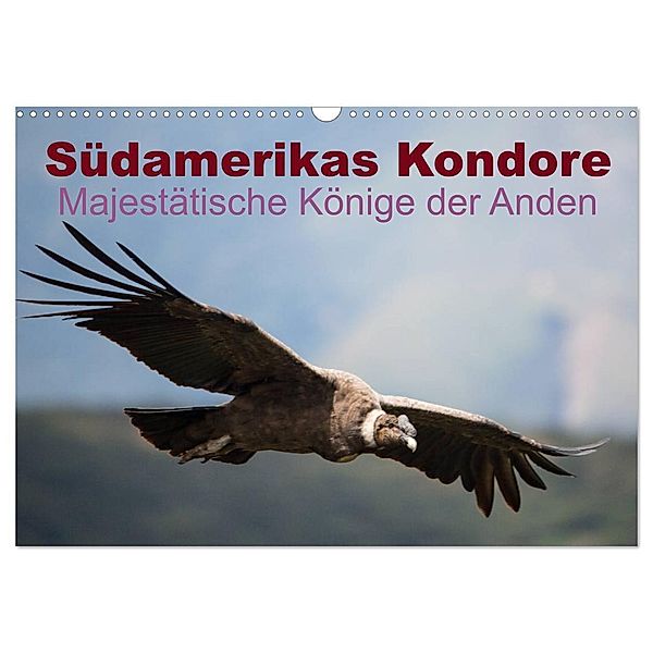 Südamerikas Kondore - Majestätische Könige der Anden (Wandkalender 2025 DIN A3 quer), CALVENDO Monatskalender, Calvendo, Alexander Bob