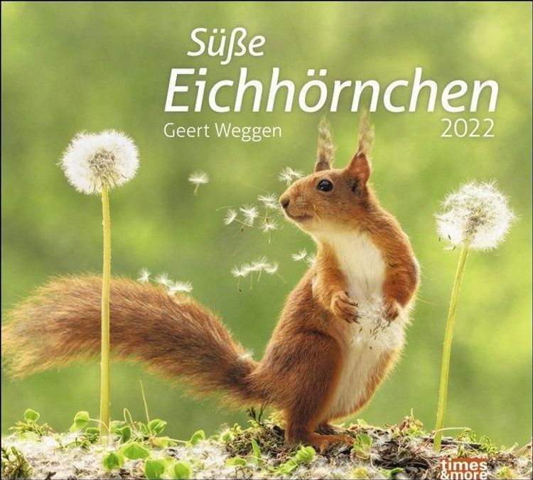 Süße Eichhörnchen 2022 - Kalender bei Weltbild.de bestellen
