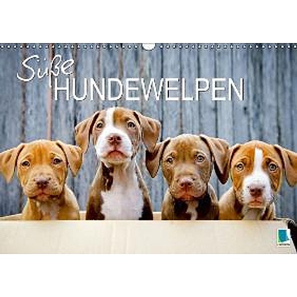 Süße Hundewelpen (Wandkalender 2016 DIN A3 quer), Calvendo