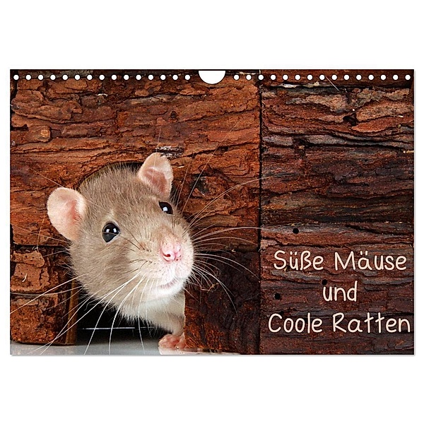 Süsse Mäuse und Coole Ratten / CH-Version (Wandkalender 2024 DIN A4 quer), CALVENDO Monatskalender, Klaus Eppele