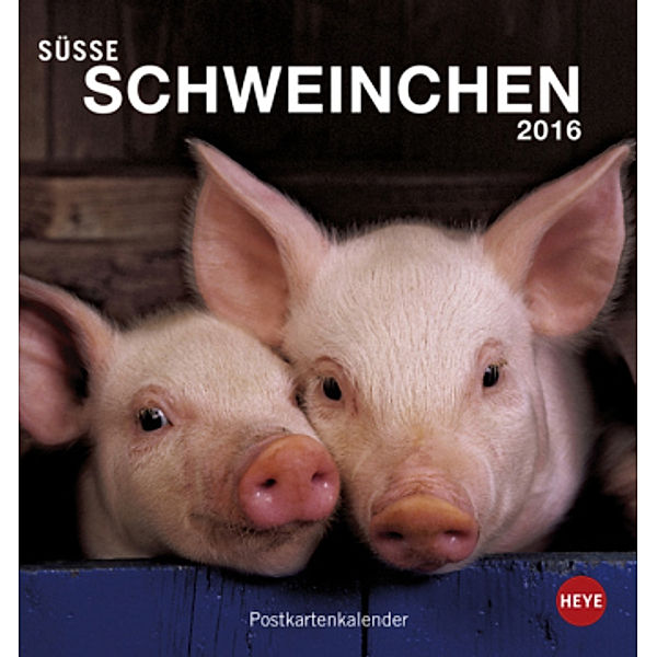 Süße Schweinchen Postkartenkalender 2016