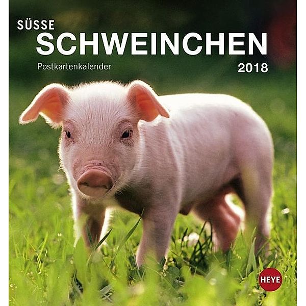 Süße Schweinchen Postkartenkalender 2018