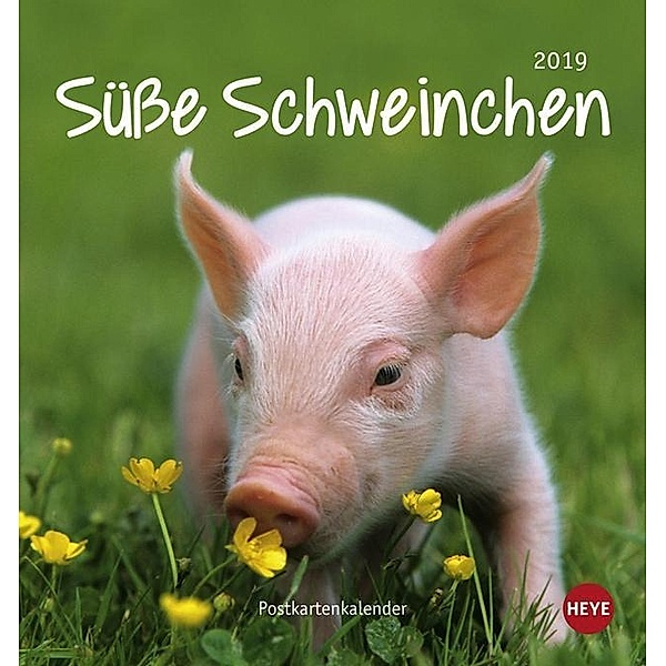 Süsse Schweinchen Postkartenkalender 2019