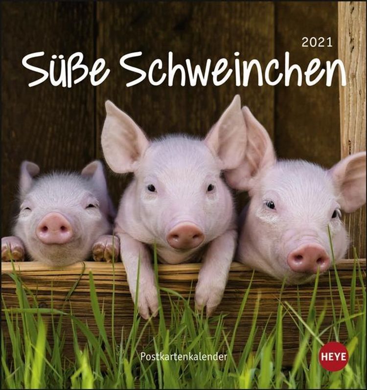 Susse Schweinchen Postkartenkalender Kalender Bestellen