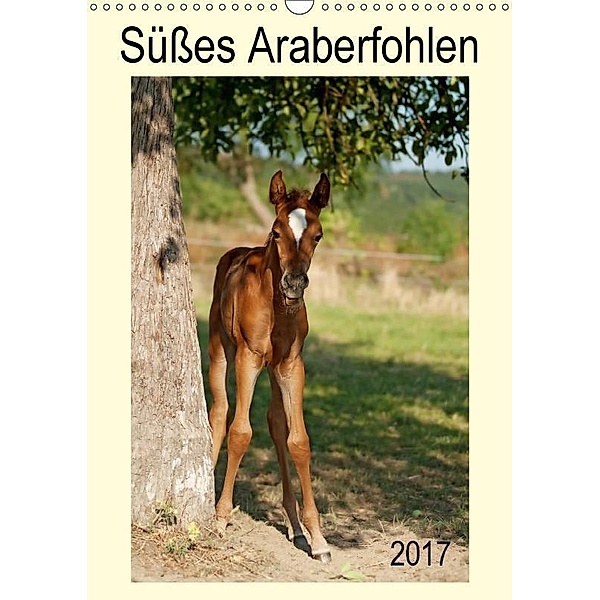 Süßes Araberfohlen (Wandkalender 2017 DIN A3 hoch), Petra Schiller