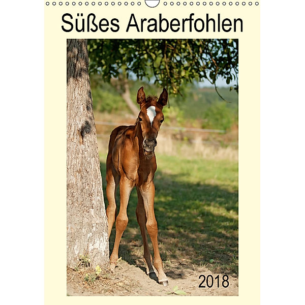Süßes Araberfohlen (Wandkalender 2018 DIN A3 hoch), Petra Schiller