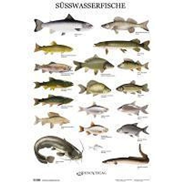 Süsswasserfische - Poster