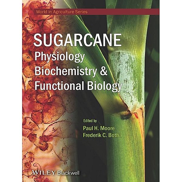 Sugarcane