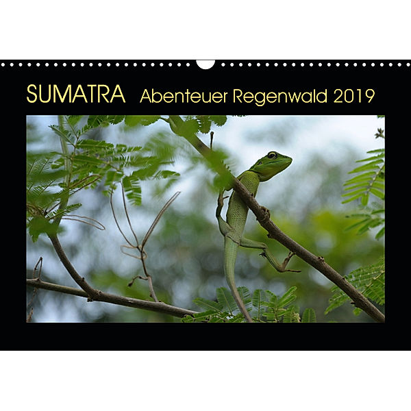 SUMATRA Abenteuer Regenwald (Wandkalender 2019 DIN A3 quer), Bettina Grallert