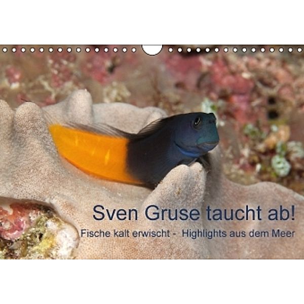 Sven Gruse taucht ab! Fische kalt erwischt (Wandkalender 2016 DIN A4 quer), Sven Gruse