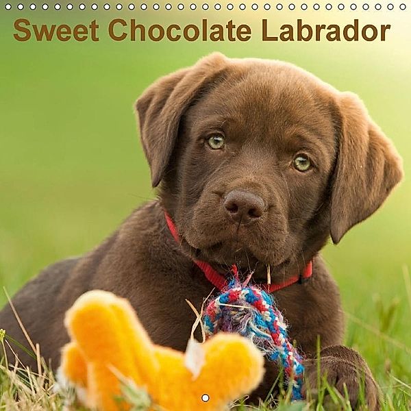 Sweet Chocolate Labrador (Wall Calendar 2017 300 × 300 mm Square), Petra Schiller