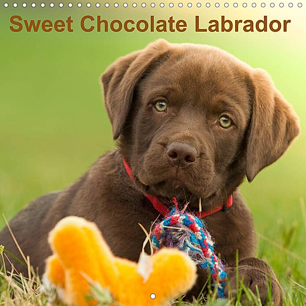 Sweet Chocolate Labrador (Wall Calendar 2023 300 × 300 mm Square), Petra Schiller