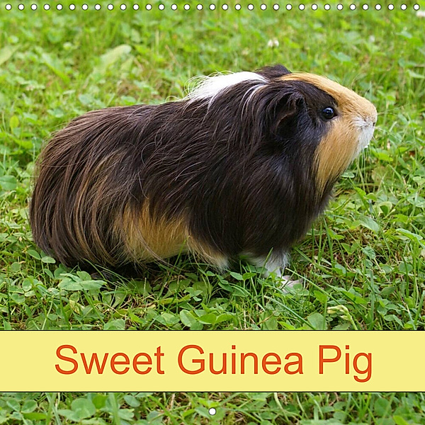 Sweet Guinea Pig (Wall Calendar 2023 300 × 300 mm Square), Kattobello