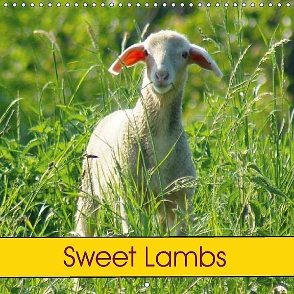 Sweet Lambs (Wall Calendar 2018 300 × 300 mm Square), kattobello