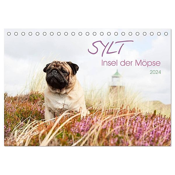 Sylt - Insel der Möpse (Tischkalender 2024 DIN A5 quer), CALVENDO Monatskalender, Ole Dodeck