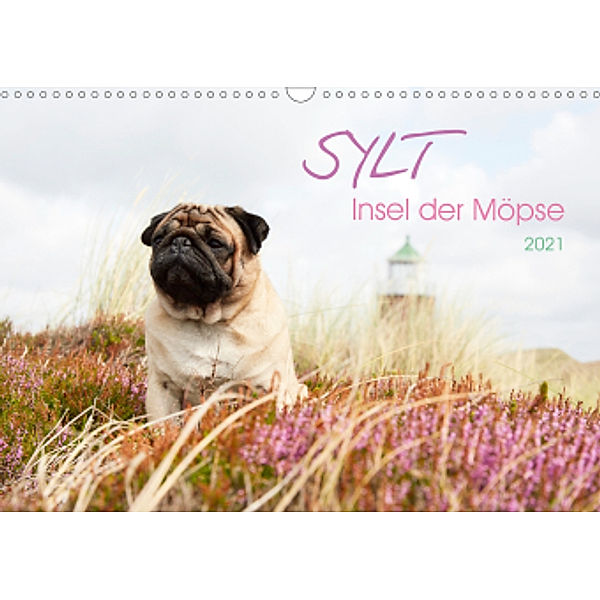 Sylt - Insel der Möpse (Wandkalender 2021 DIN A3 quer), Ole Dodeck