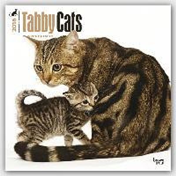 Tabby Cats 2016