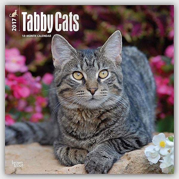 Tabby Cats/Tigerkatzen 2017 - 18-Monatskal.