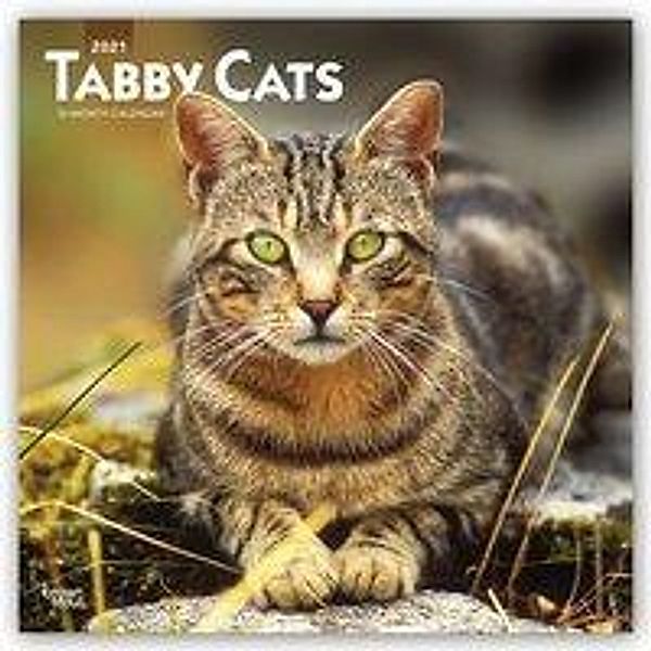 Tabby Cats - Tigerkatzen 2021 - 16-Monatskalender, BrownTrout Publisher