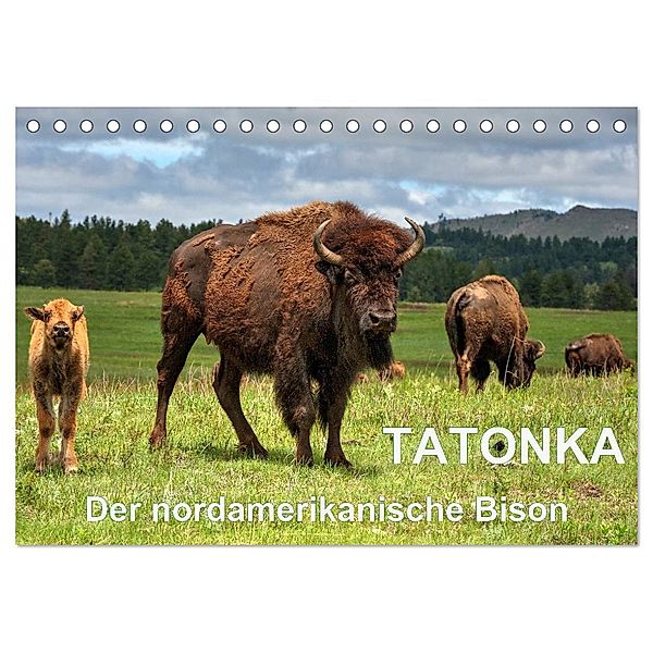 TATONKA Der nordamerikanische Bison (Tischkalender 2024 DIN A5 quer), CALVENDO Monatskalender, Dieter Wilczek