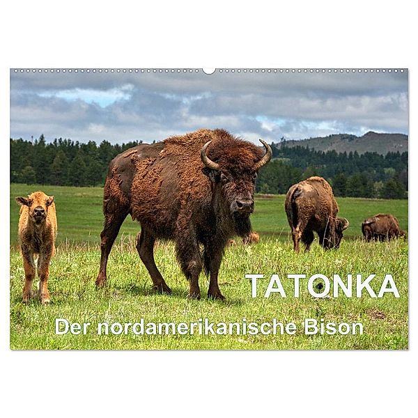 TATONKA Der nordamerikanische Bison (Wandkalender 2024 DIN A2 quer), CALVENDO Monatskalender, Dieter Wilczek