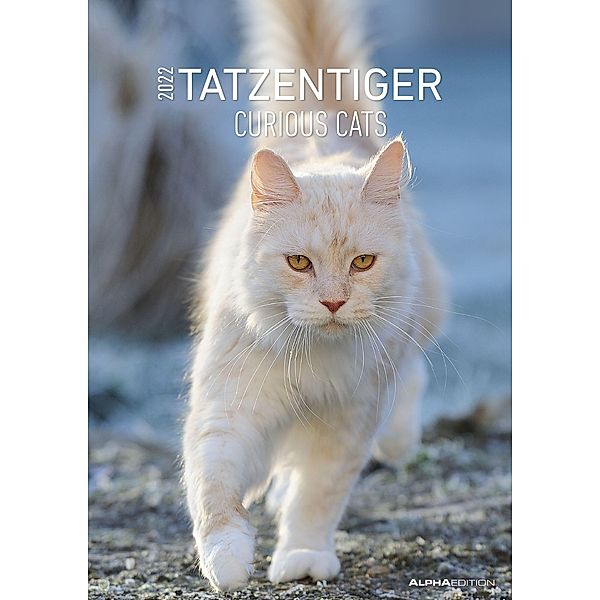 Tatzentiger 2022 - Bildkalender A3 (29,7x42 cm) - Curious Cats - mit Feiertagen (DE/AT/CH) und Platz für Notizen - Wandp