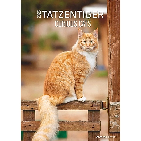 Tatzentiger 2025 - Bildkalender A3 (29,7x42 cm) - Curious Cats - mit Feiertagen (DE/AT/CH) und Platz für Notizen - Wandplaner - Katzenkalender