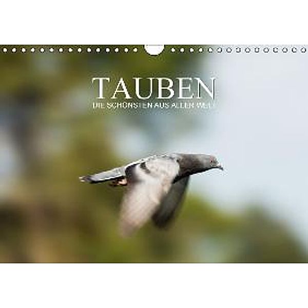Tauben die Schönsten aus aller Welt (Wandkalender 2015 DIN A4 quer), Calvendo