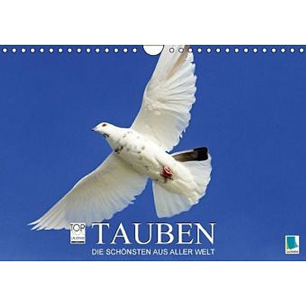 Tauben: die Schönsten aus aller Welt (Wandkalender 2016 DIN A4 quer), Calvendo