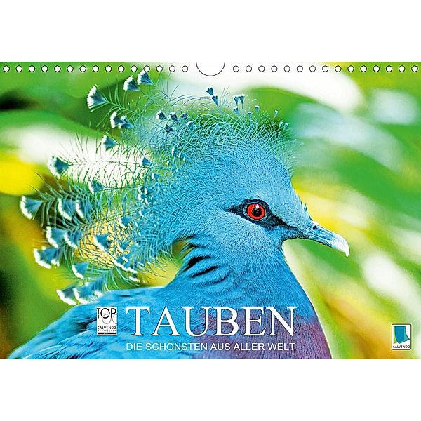 Tauben: die Schönsten aus aller Welt (Wandkalender 2021 DIN A4 quer)