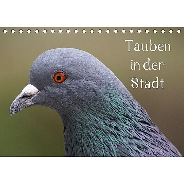 Tauben in der Stadt (Tischkalender 2018 DIN A5 quer), Kattobello