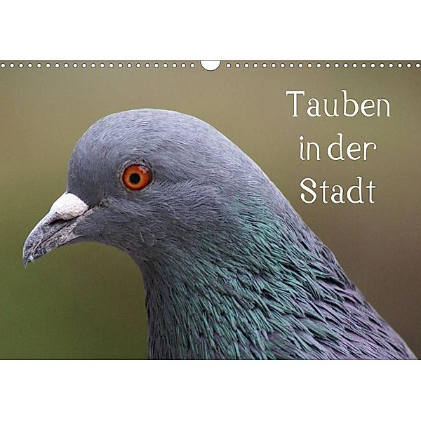 Tauben in der Stadt (Wandkalender 2023 DIN A3 quer), Kattobello
