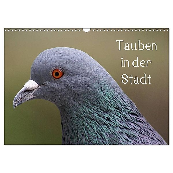 Tauben in der Stadt (Wandkalender 2024 DIN A3 quer), CALVENDO Monatskalender, Kattobello