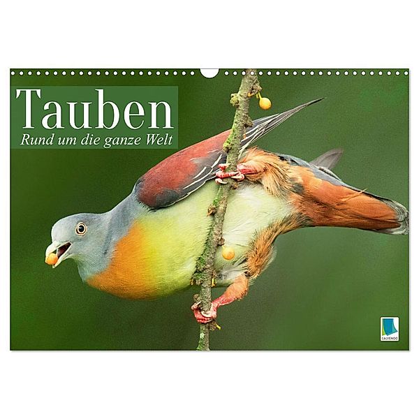Tauben rund um die ganze Welt (Wandkalender 2024 DIN A3 quer), CALVENDO Monatskalender, Calvendo