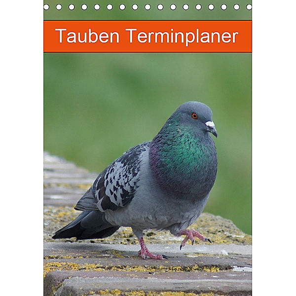 Tauben Terminplaner (Tischkalender 2019 DIN A5 hoch), Kattobello