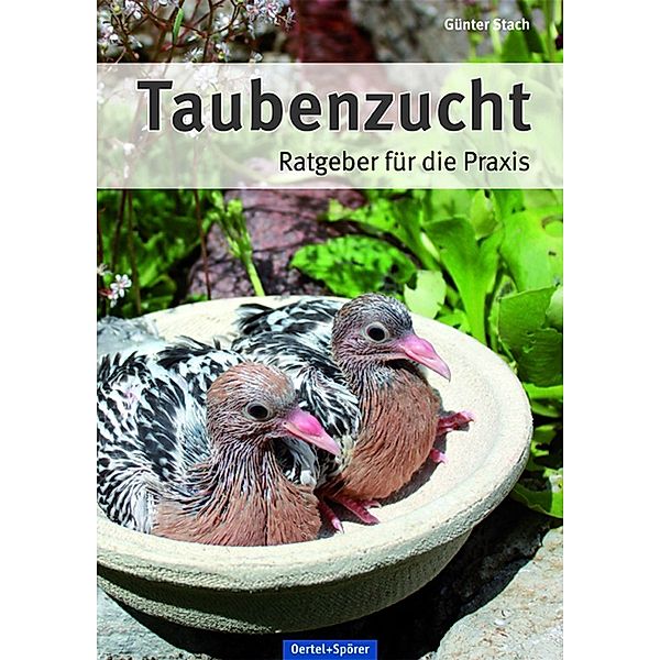 Taubenzucht, Günter Stach