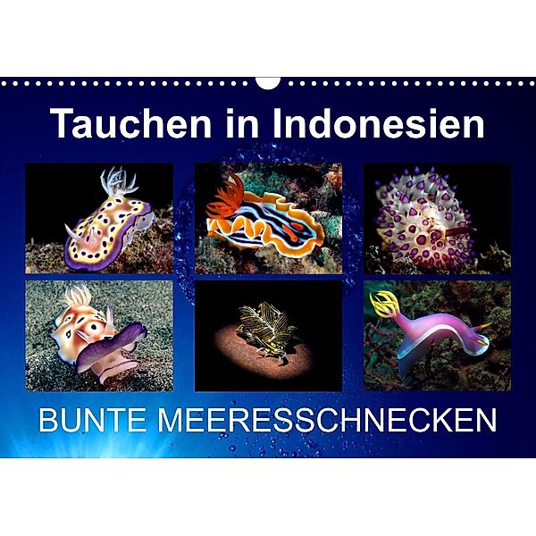 Tauchen in Indonesien - BUNTE MEERESSCHNECKEN (Wandkalender 2022 DIN A3 quer), Kathrin Landgraf-Kluge
