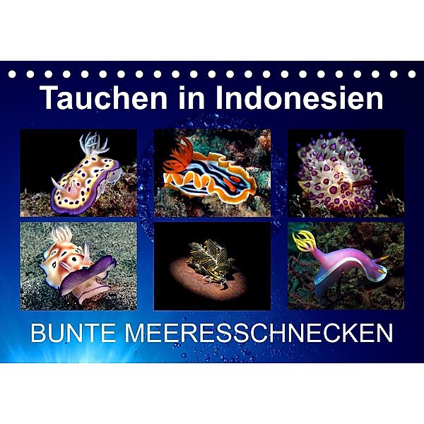 Tauchen in Indonesien - BUNTE MEERESSCHNECKEN (Tischkalender 2023 DIN A5 quer), Kathrin Landgraf-Kluge