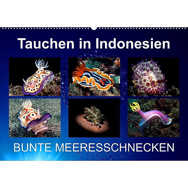 Tauchen in Indonesien - BUNTE MEERESSCHNECKEN (Wandkalender 2023 DIN A2 quer), Kathrin Landgraf-Kluge