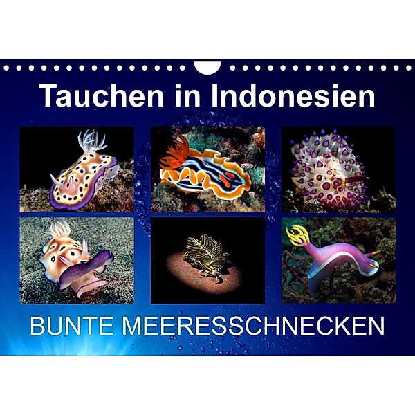 Tauchen in Indonesien - BUNTE MEERESSCHNECKEN (Wandkalender 2023 DIN A4 quer), Kathrin Landgraf-Kluge