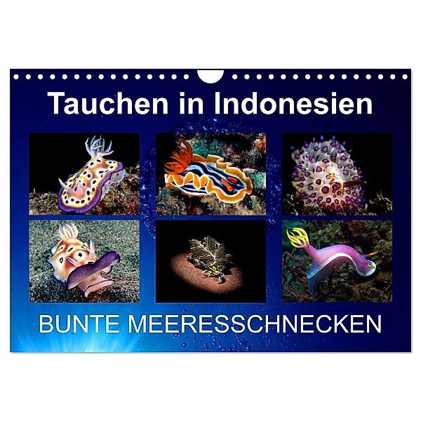 Tauchen in Indonesien - BUNTE MEERESSCHNECKEN (Wandkalender 2024 DIN A4 quer), CALVENDO Monatskalender, Kathrin Landgraf-Kluge