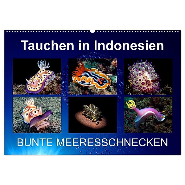 Tauchen in Indonesien - BUNTE MEERESSCHNECKEN (Wandkalender 2024 DIN A2 quer), CALVENDO Monatskalender, Kathrin Landgraf-Kluge
