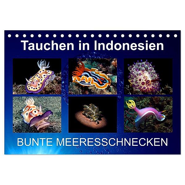 Tauchen in Indonesien - BUNTE MEERESSCHNECKEN (Tischkalender 2024 DIN A5 quer), CALVENDO Monatskalender, Kathrin Landgraf-Kluge