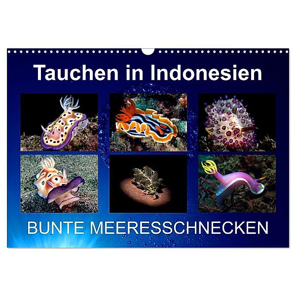Tauchen in Indonesien - BUNTE MEERESSCHNECKEN (Wandkalender 2024 DIN A3 quer), CALVENDO Monatskalender, Kathrin Landgraf-Kluge